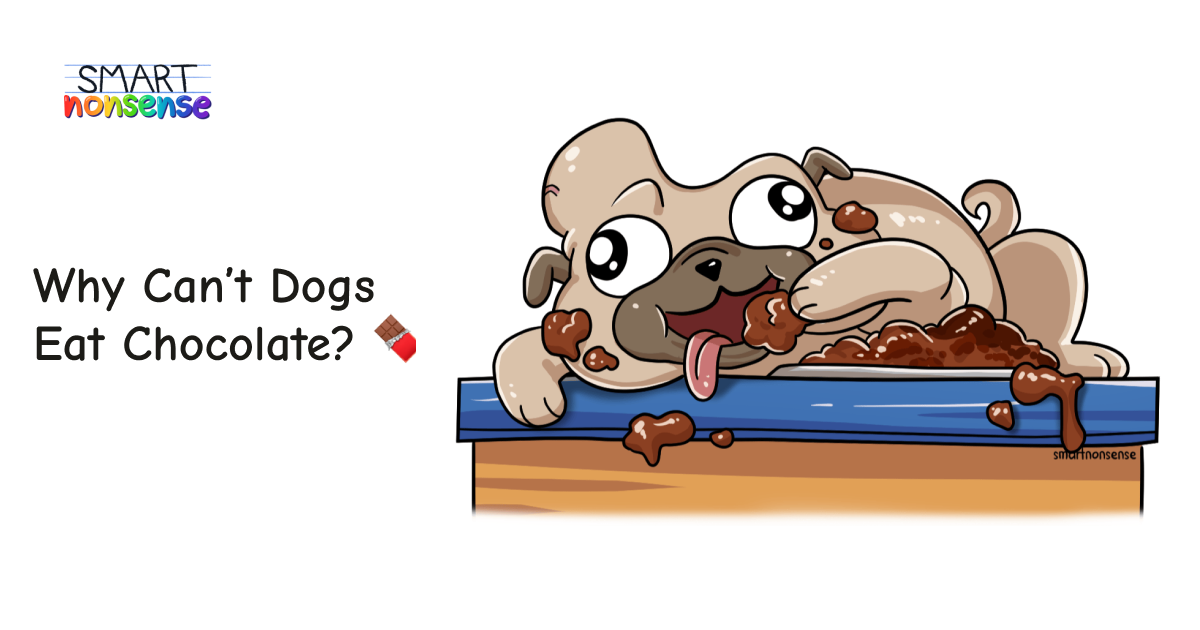 Why Can’t Dogs Eat Chocolate? 🍫